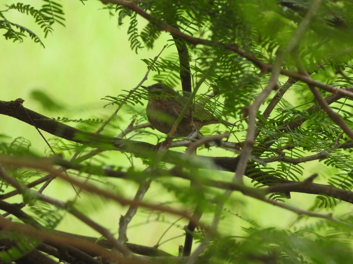 Pouillot brun - ML644592510