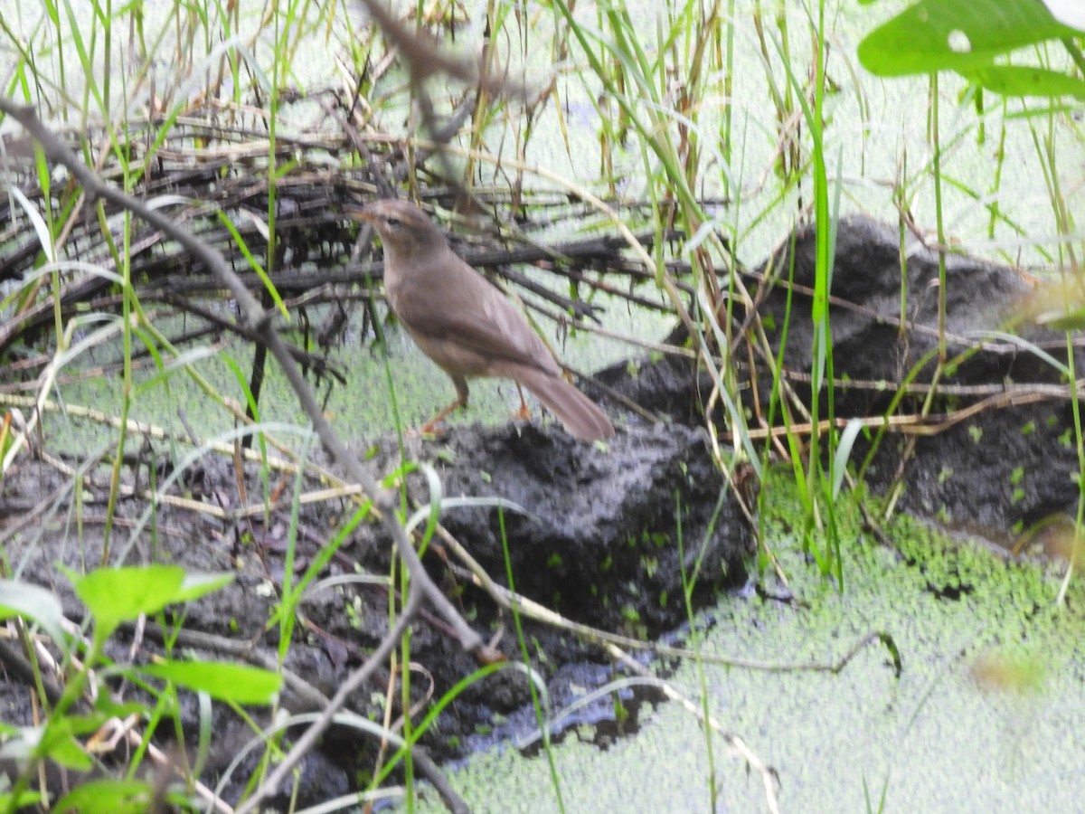 Pouillot brun - ML644592511