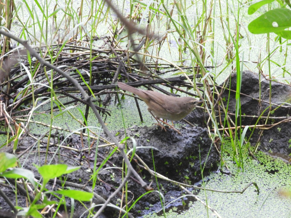 Pouillot brun - ML644592512