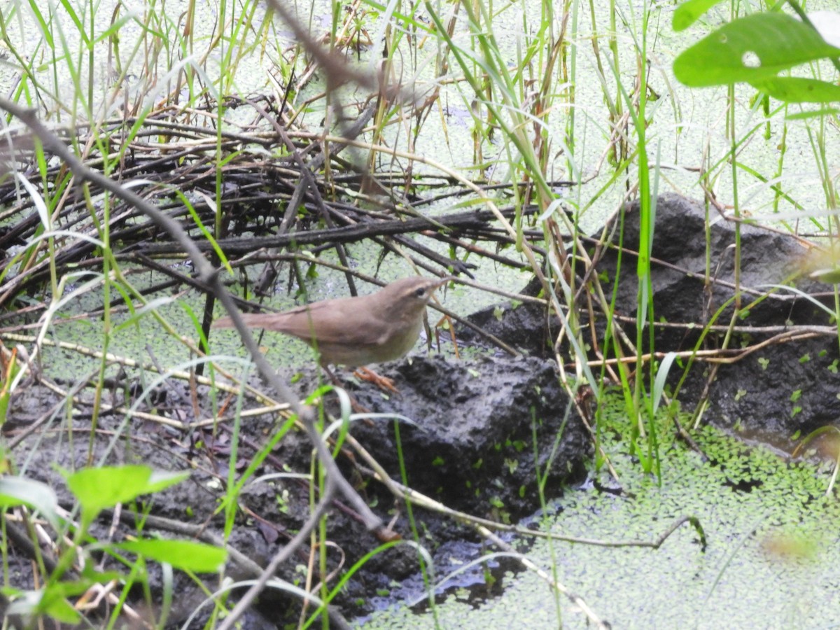 Pouillot brun - ML644592514