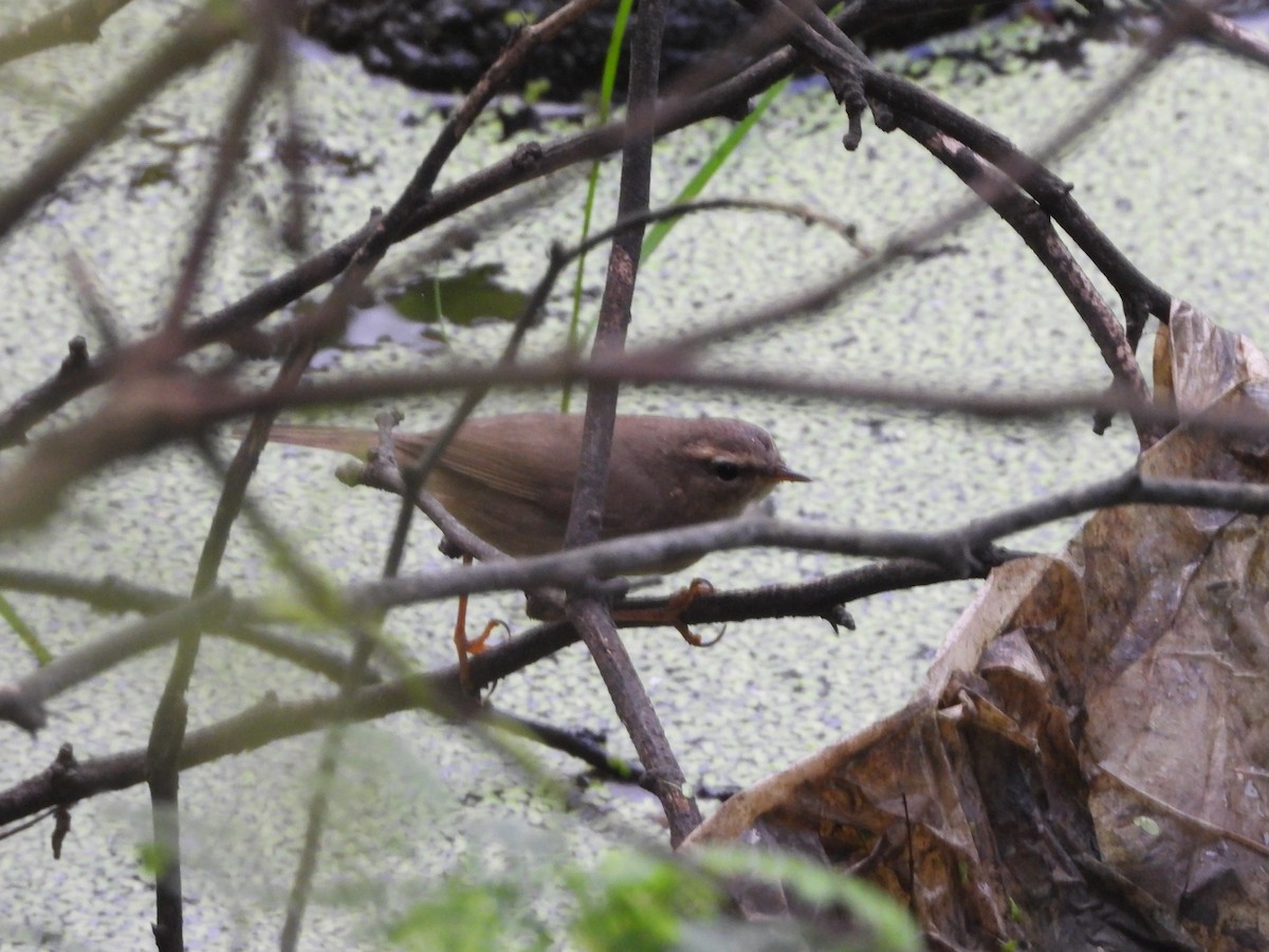 Pouillot brun - ML644592515