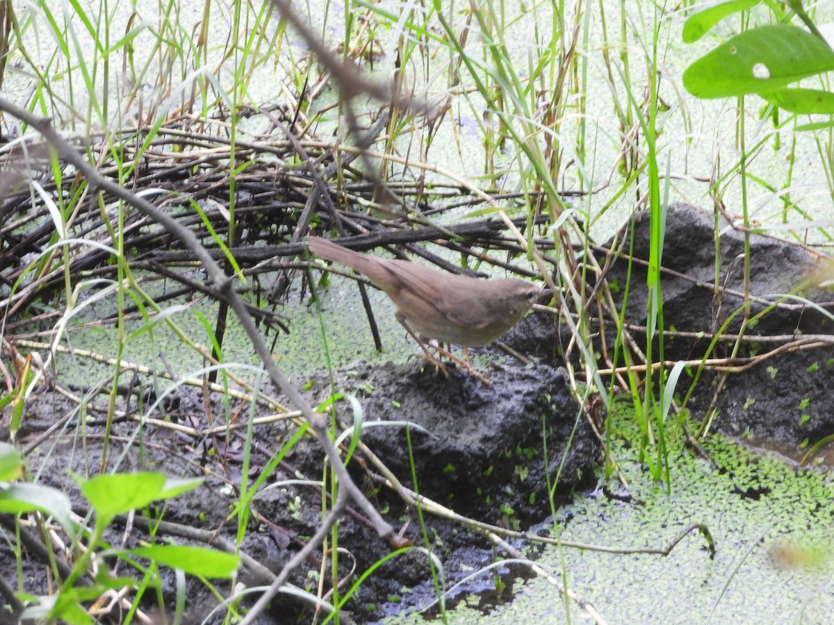 Pouillot brun - ML644592516