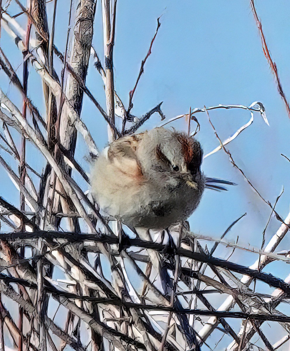 Bruant hudsonien - ML644592517