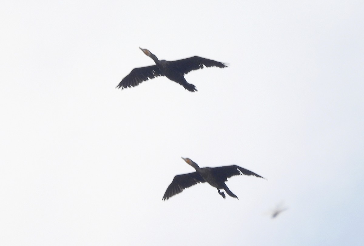 Grand Cormoran - ML644592523