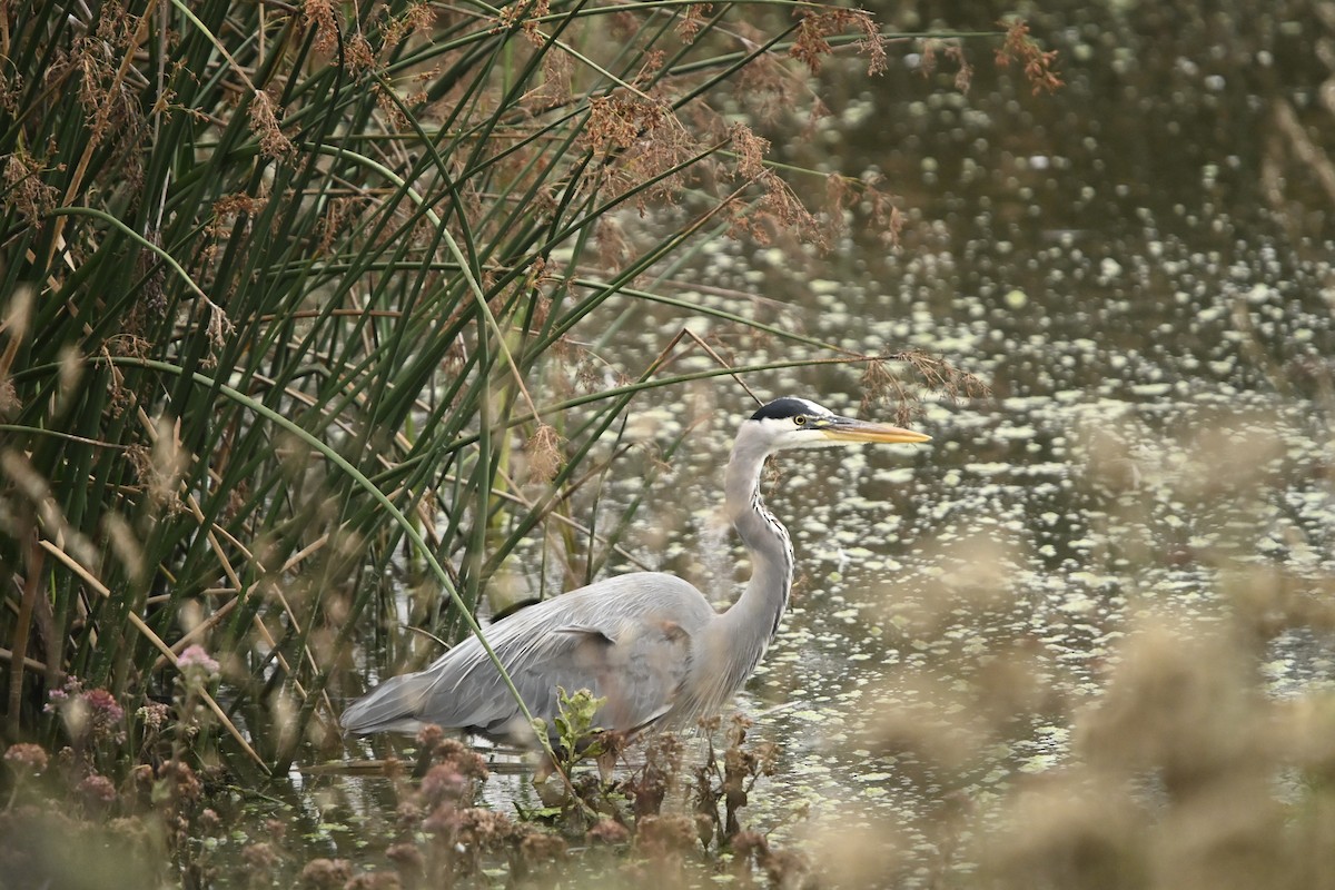 Grand Héron - ML644592524