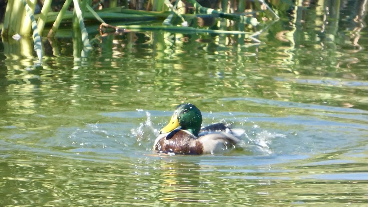 Зэрлэг нугас - ML644592525