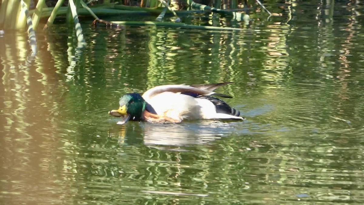 Зэрлэг нугас - ML644592526