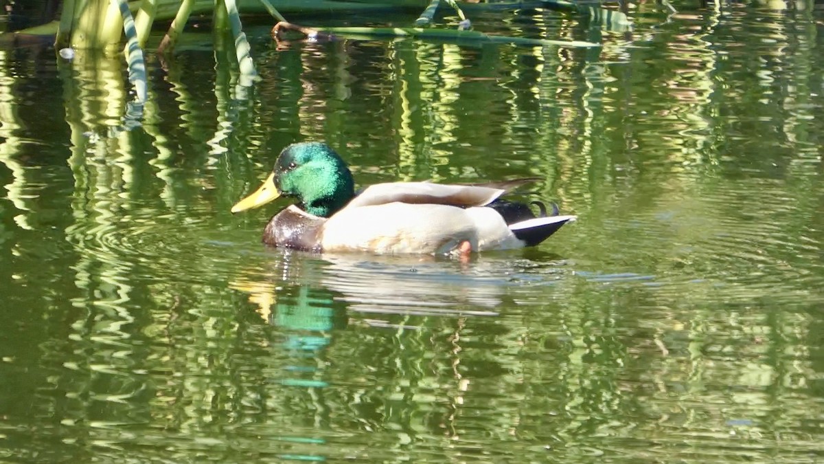 Зэрлэг нугас - ML644592527