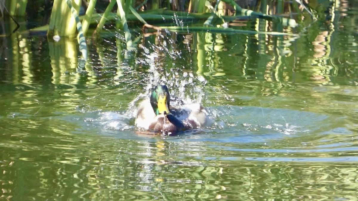 Зэрлэг нугас - ML644592528