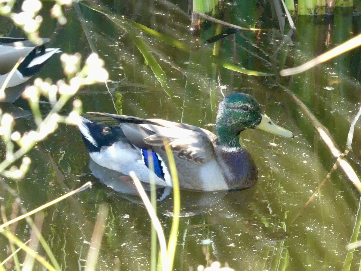 Зэрлэг нугас - ML644592529