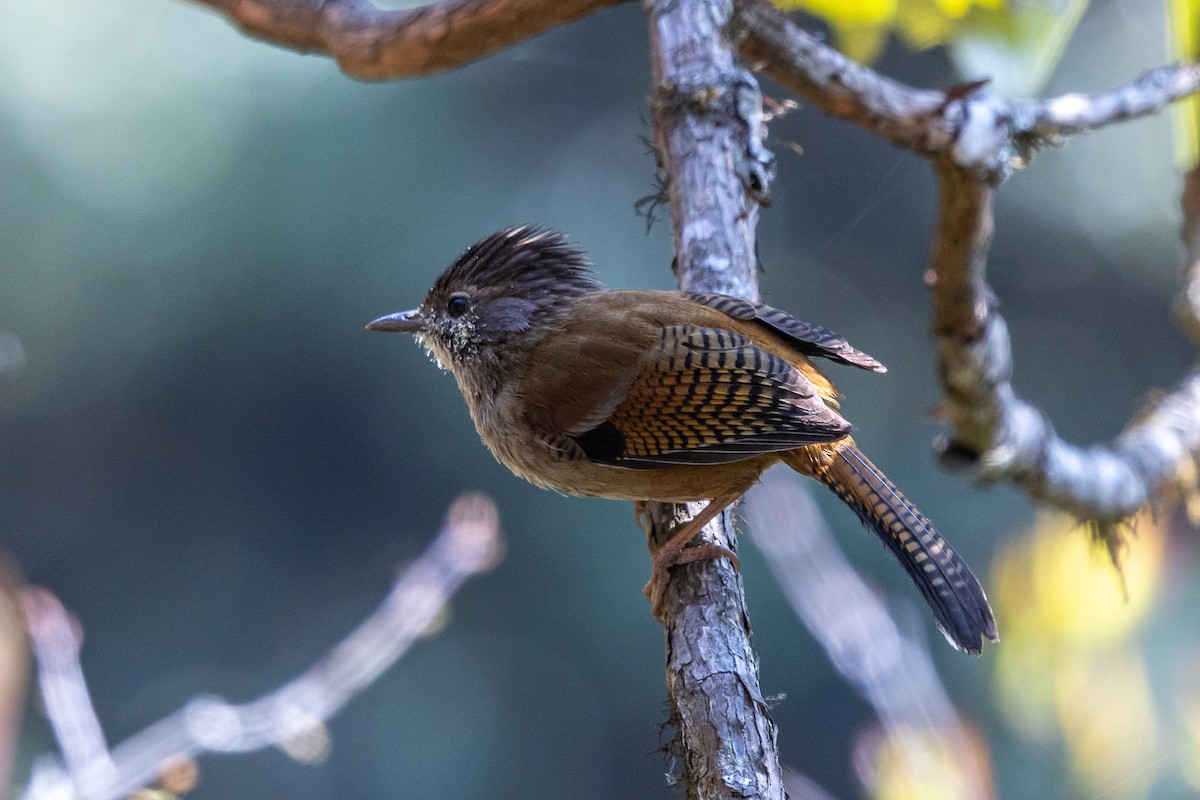 Actinodure du Népal - ML644592530