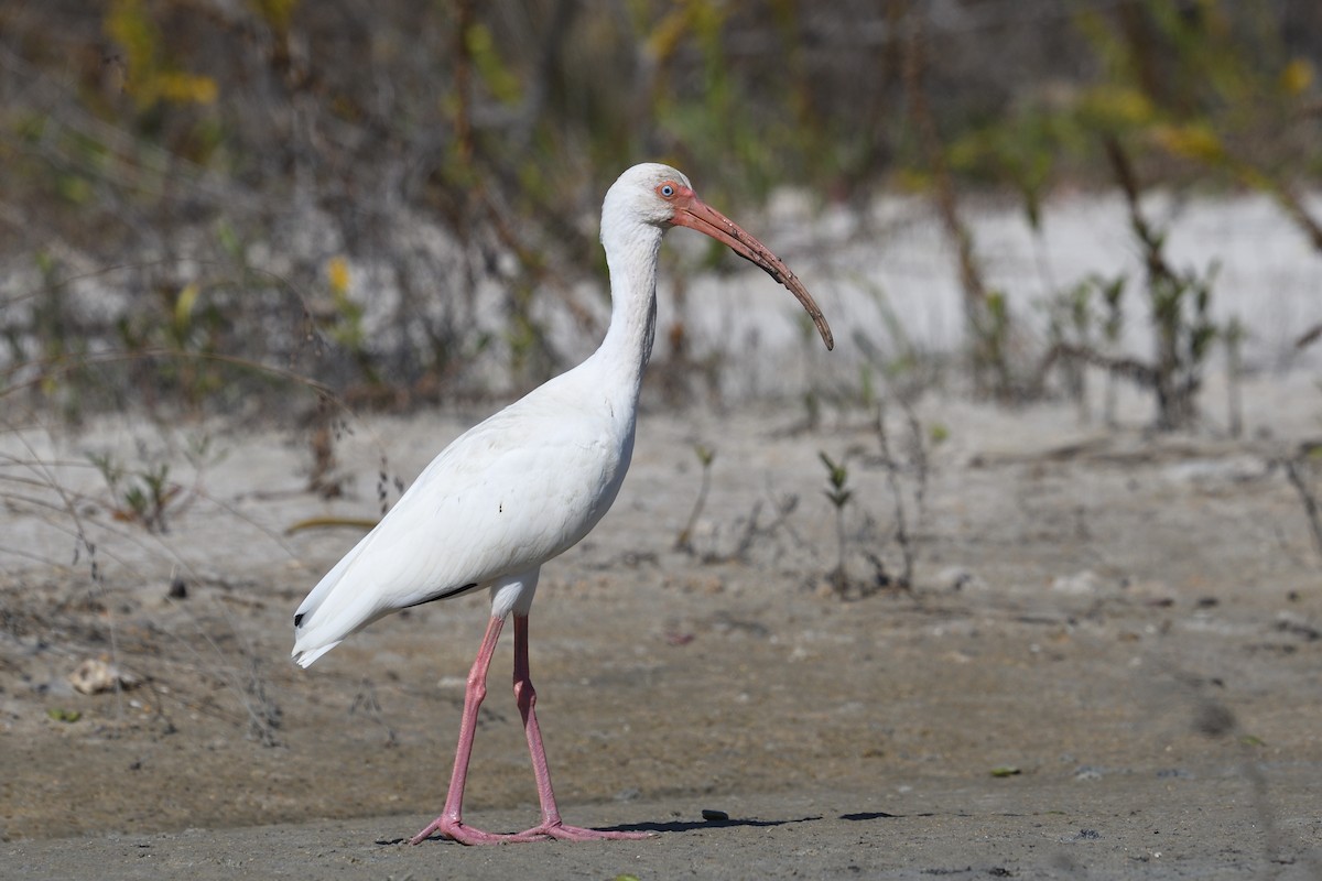 Ibis blanc - ML644592531