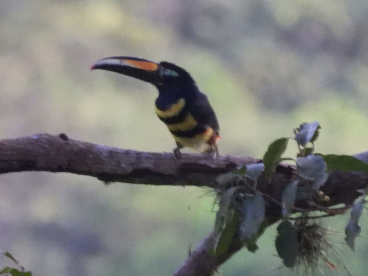 Araçari multibande - ML644592532