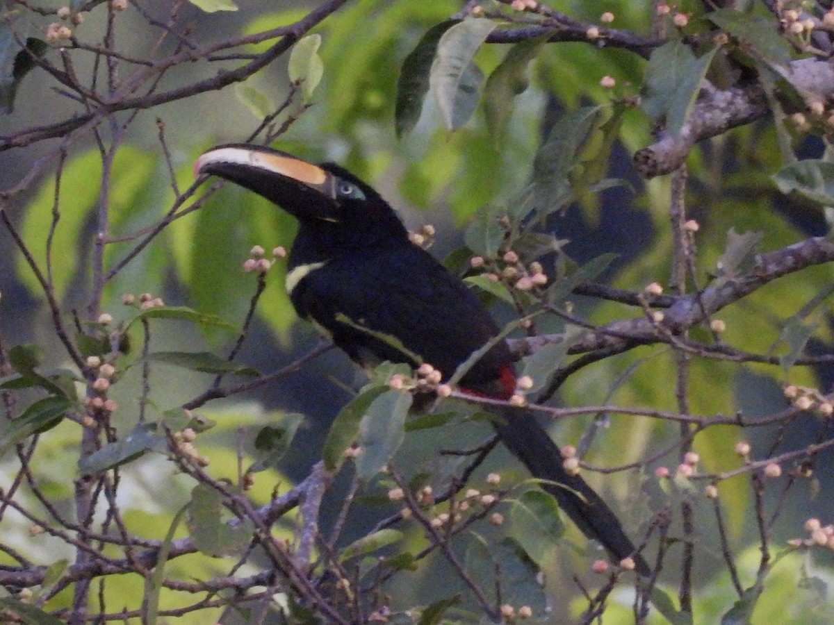 Araçari multibande - ML644592533