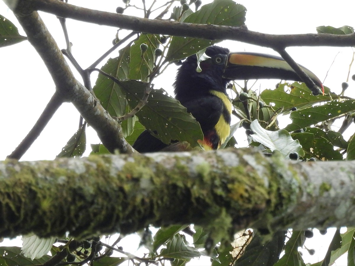 Araçari multibande - ML644592534