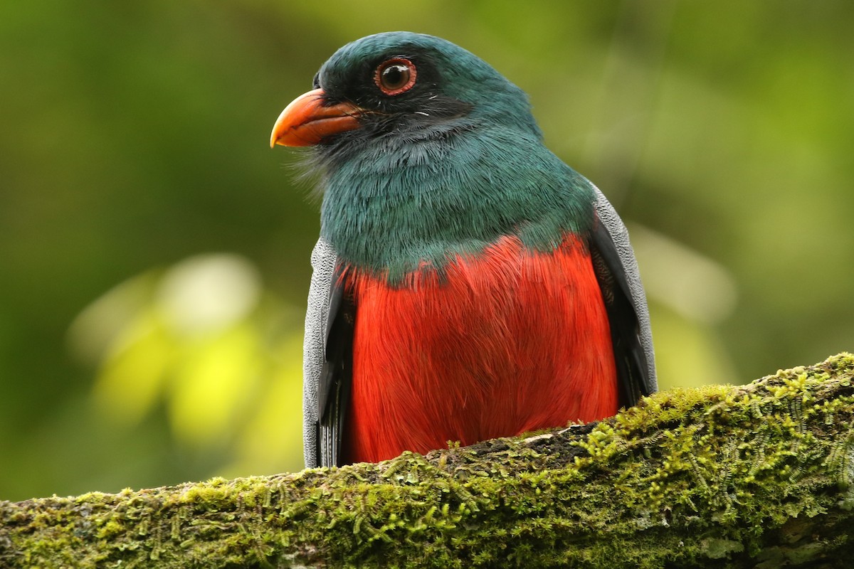 Schieferschwanztrogon - ML644592535