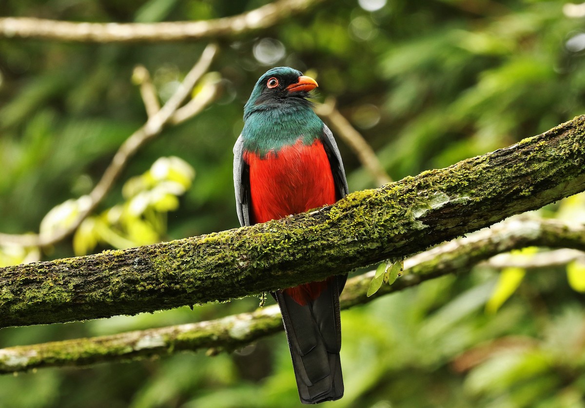 Schieferschwanztrogon - ML644592536