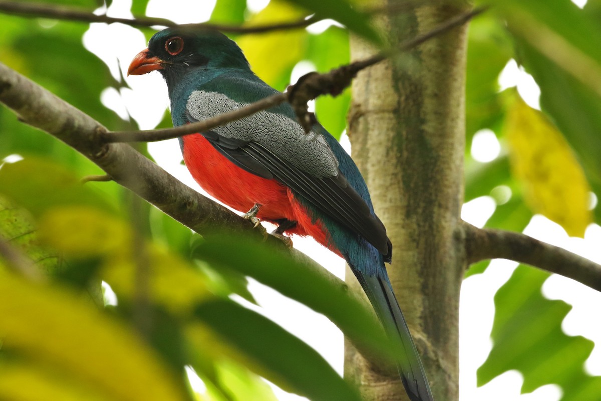 Schieferschwanztrogon - ML644592537