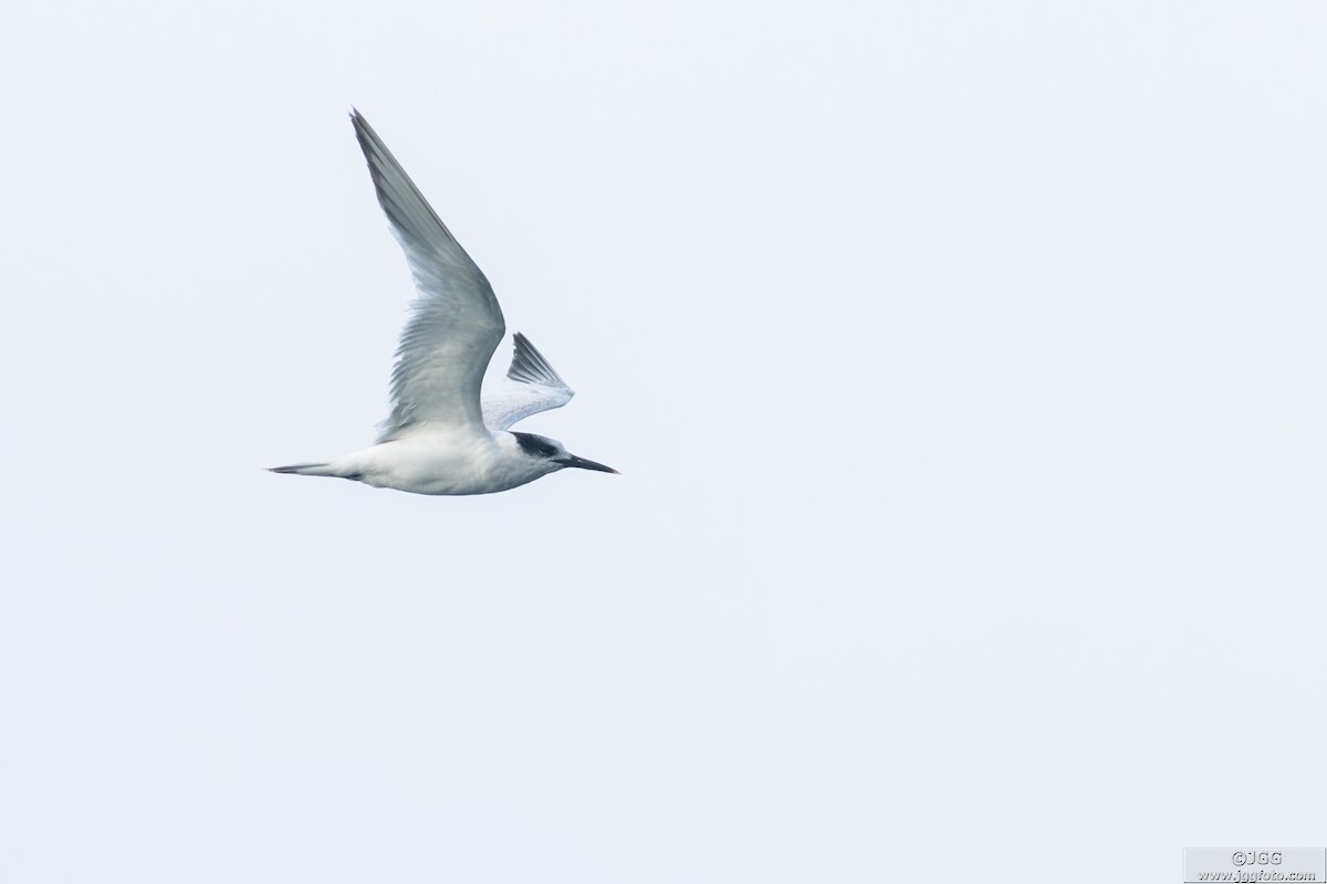 Sterne caugek - ML644592539