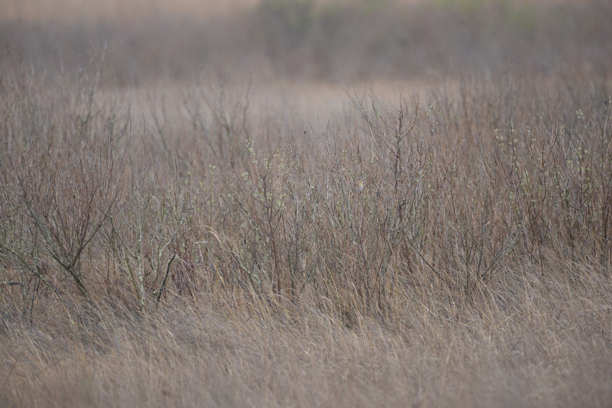 Bruant de Nelson (nelsoni/altera) - ML644592540