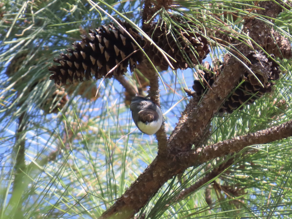 Sittelle à tête brune - ML644592542
