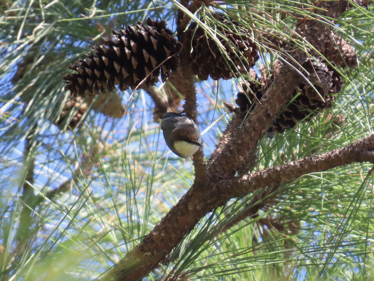 Sittelle à tête brune - ML644592543