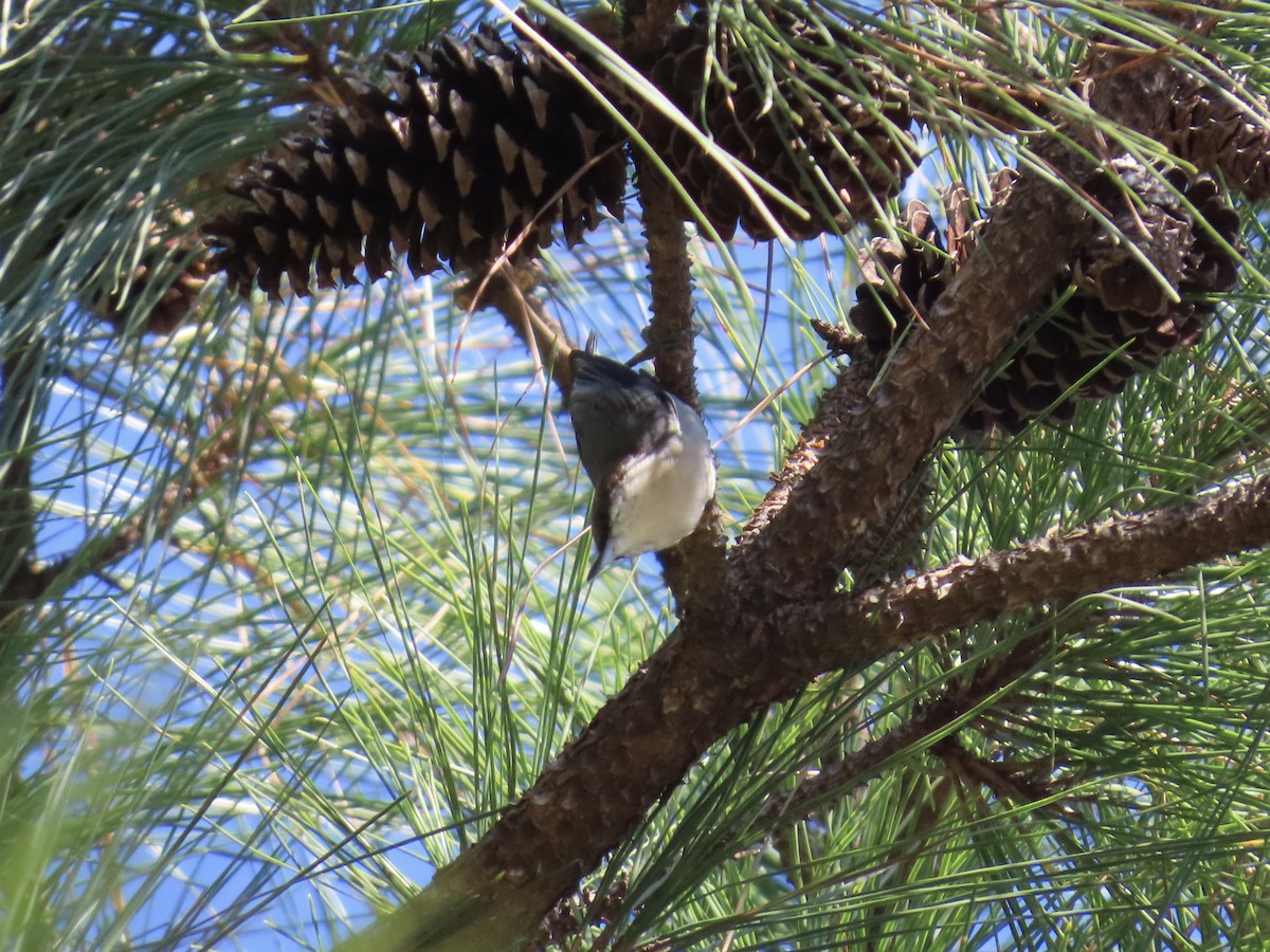 Sittelle à tête brune - ML644592544