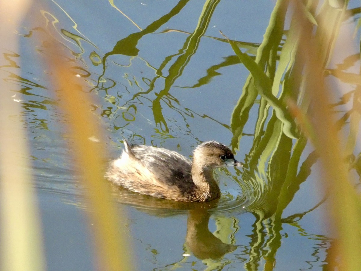 Kalın Gagalı Batağan - ML644592549