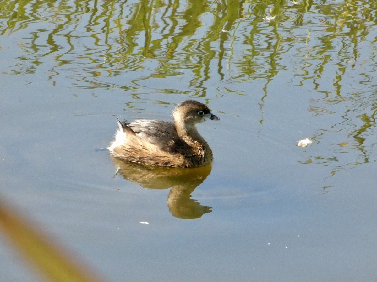 Kalın Gagalı Batağan - ML644592550