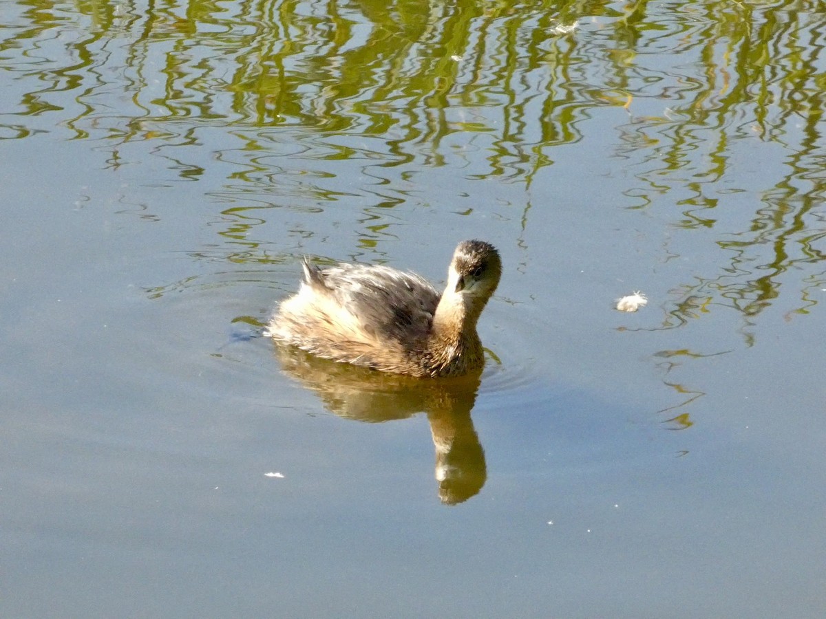 Kalın Gagalı Batağan - ML644592551