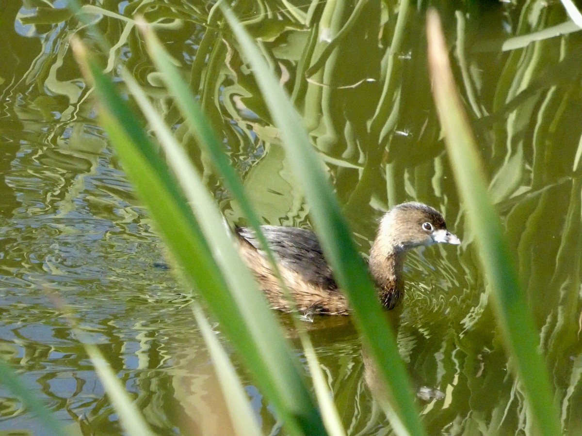 Kalın Gagalı Batağan - ML644592552