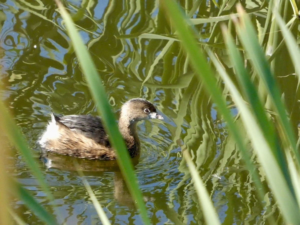 Kalın Gagalı Batağan - ML644592553