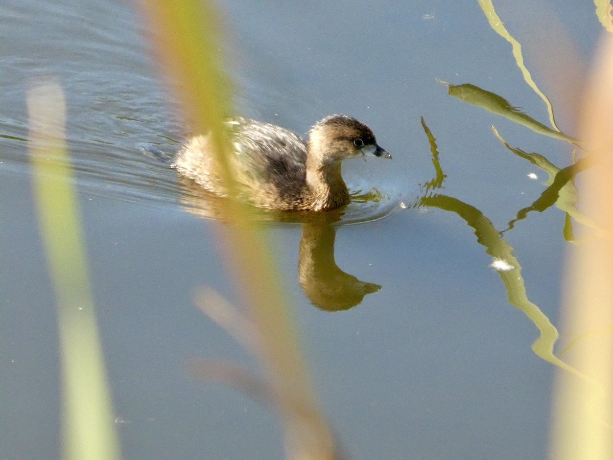 Kalın Gagalı Batağan - ML644592554