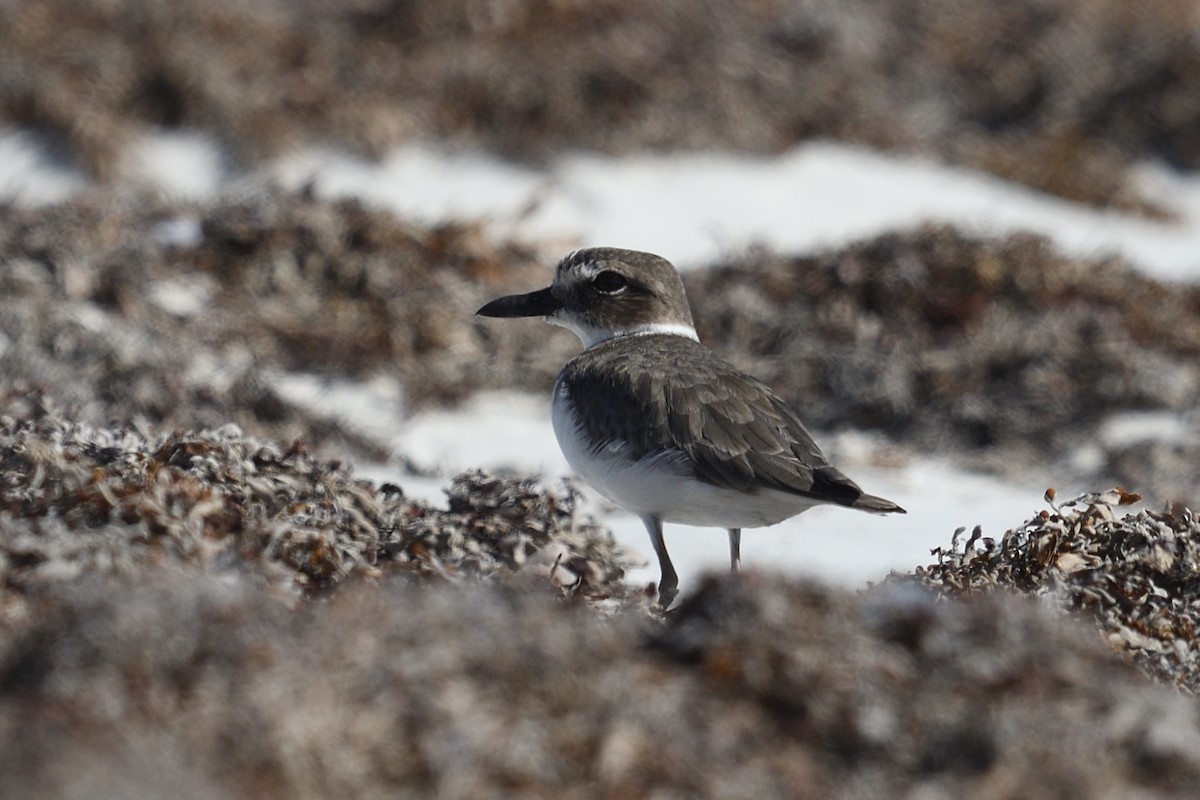 Wilson's Plover - ML644592557