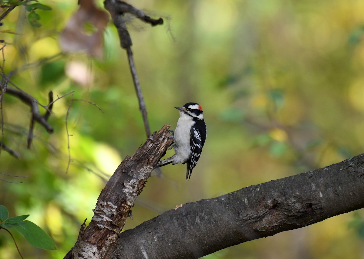 Downy Woodpecker (Eastern) - ML644592571