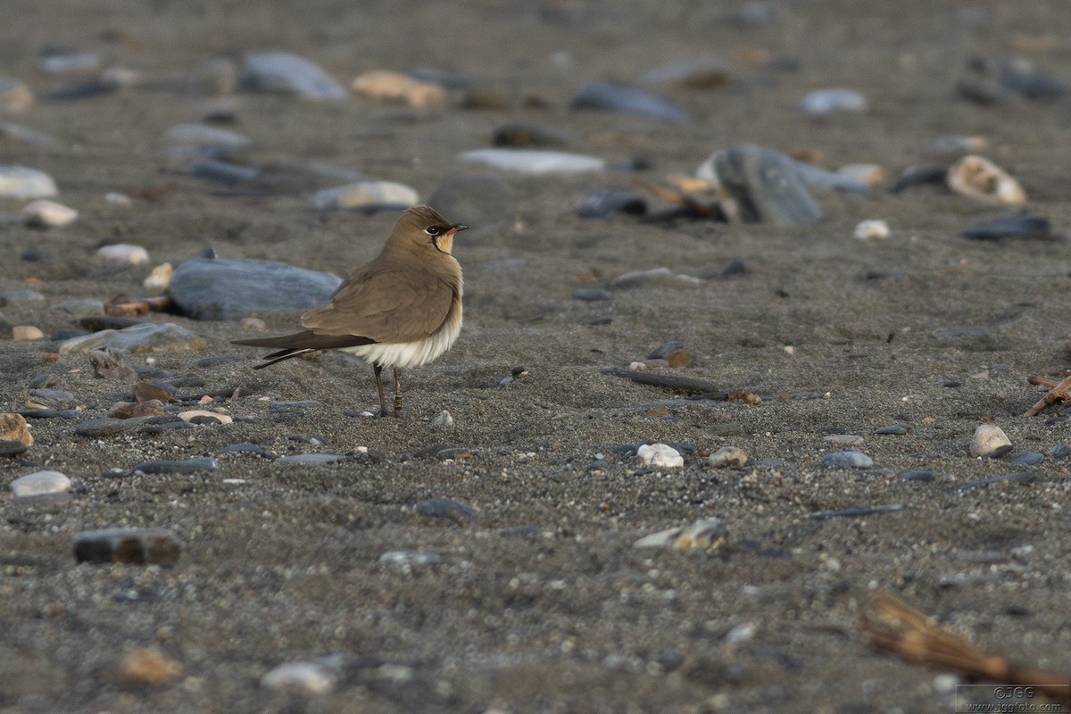 Дерихвіст лучний - ML644592572