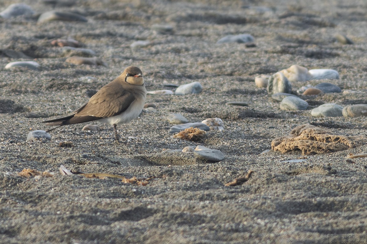 Дерихвіст лучний - ML644592573
