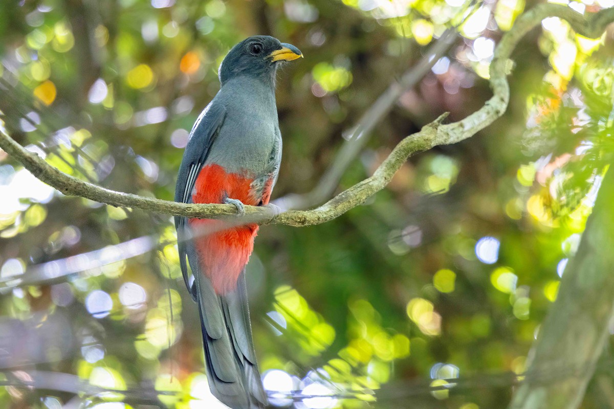 Black-tailed Trogon - ML644592574