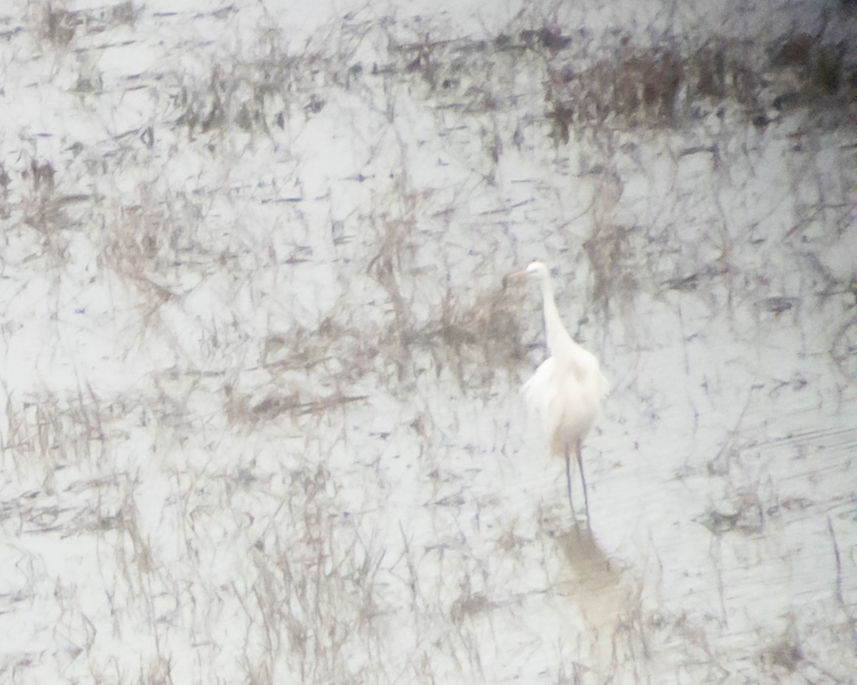Great Egret - ML644592576