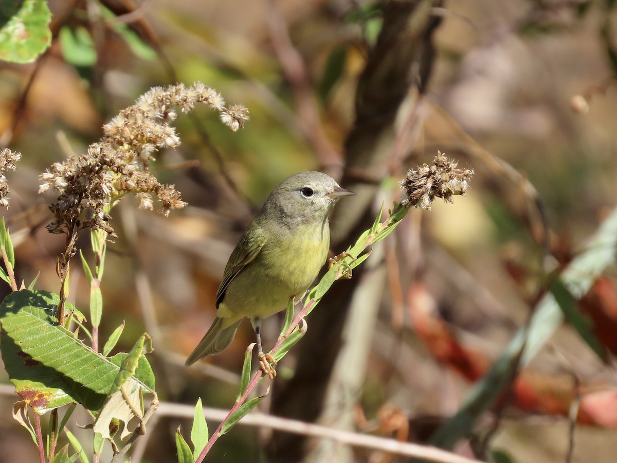 Orange-crowned Warbler - ML644592588