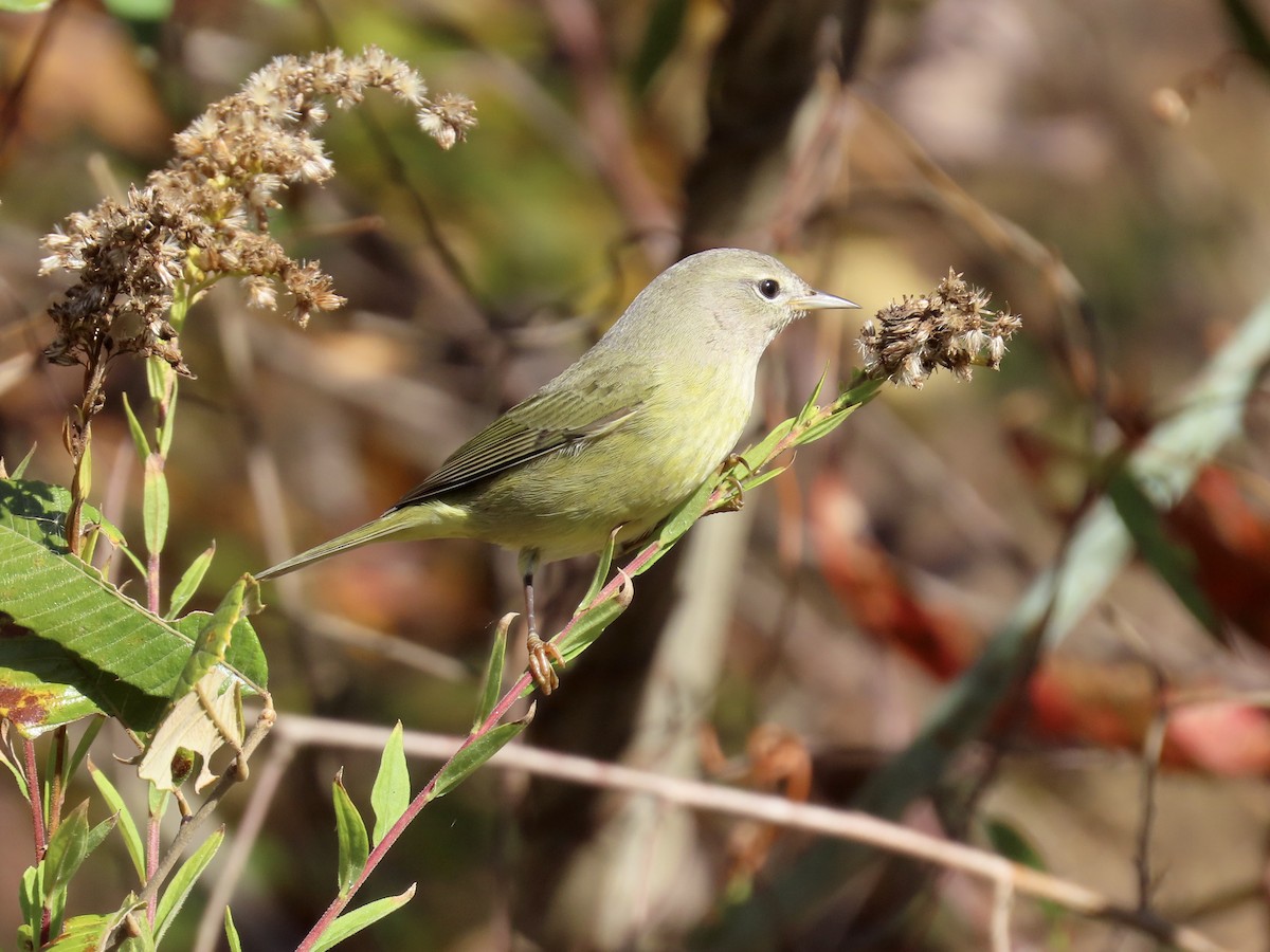 Orange-crowned Warbler - ML644592589