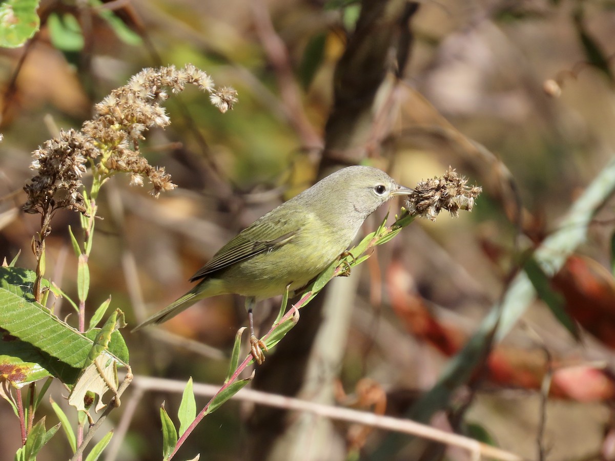 Orange-crowned Warbler - ML644592592