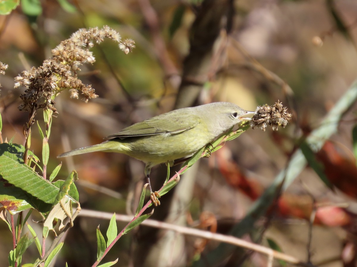 Orange-crowned Warbler - ML644592593