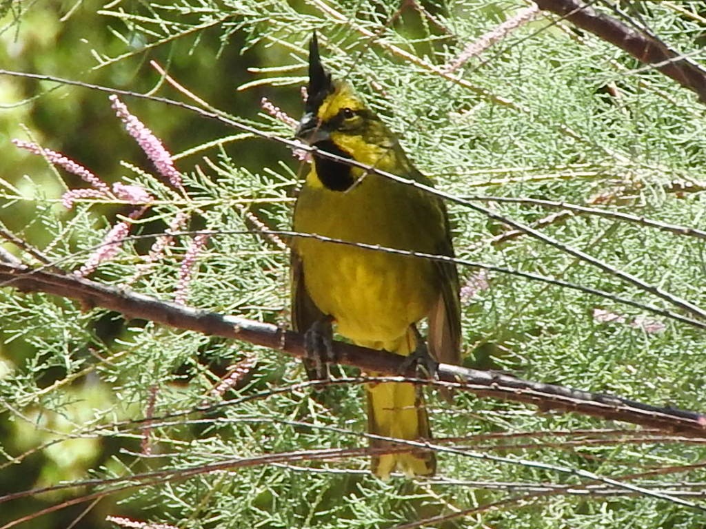 Yellow Cardinal - ML644592594