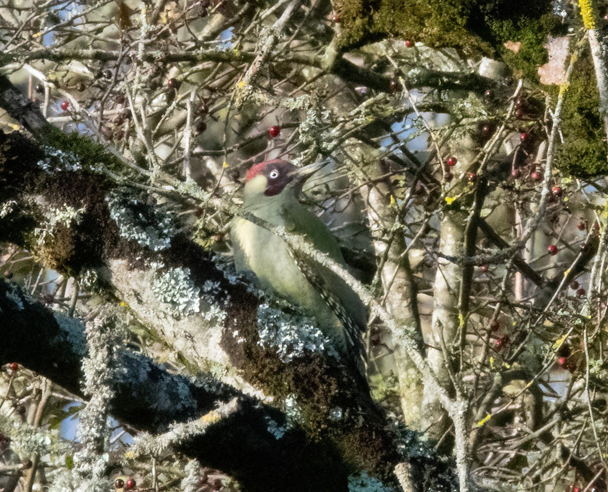 žluna zelená - ML644592595