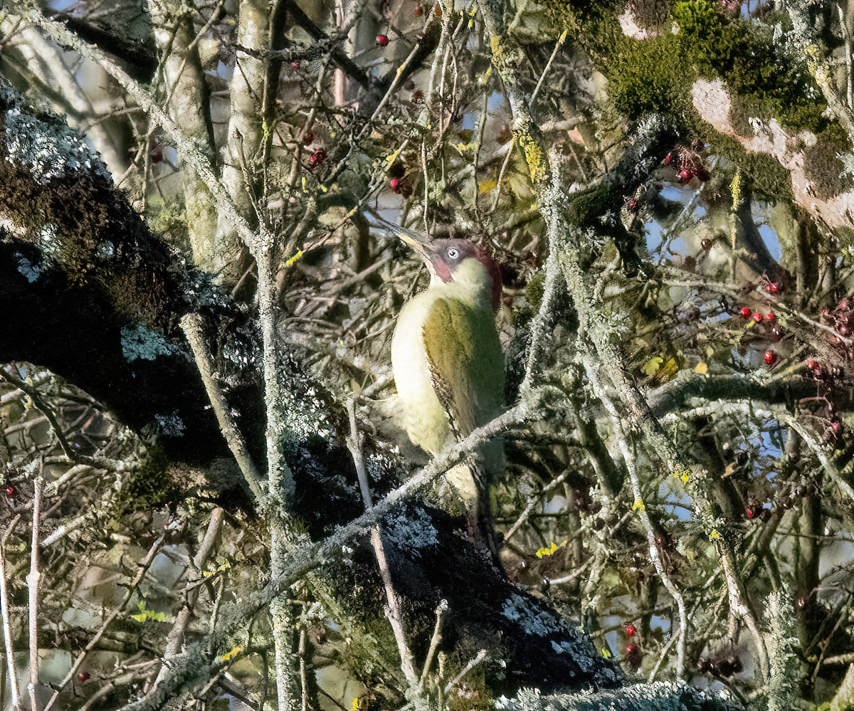 žluna zelená - ML644592596