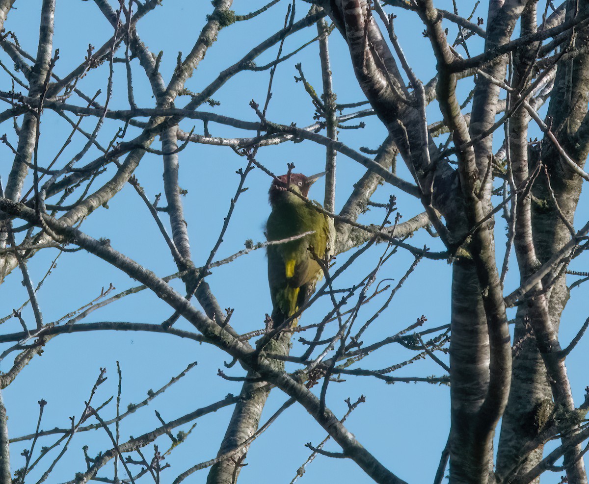 žluna zelená - ML644592597