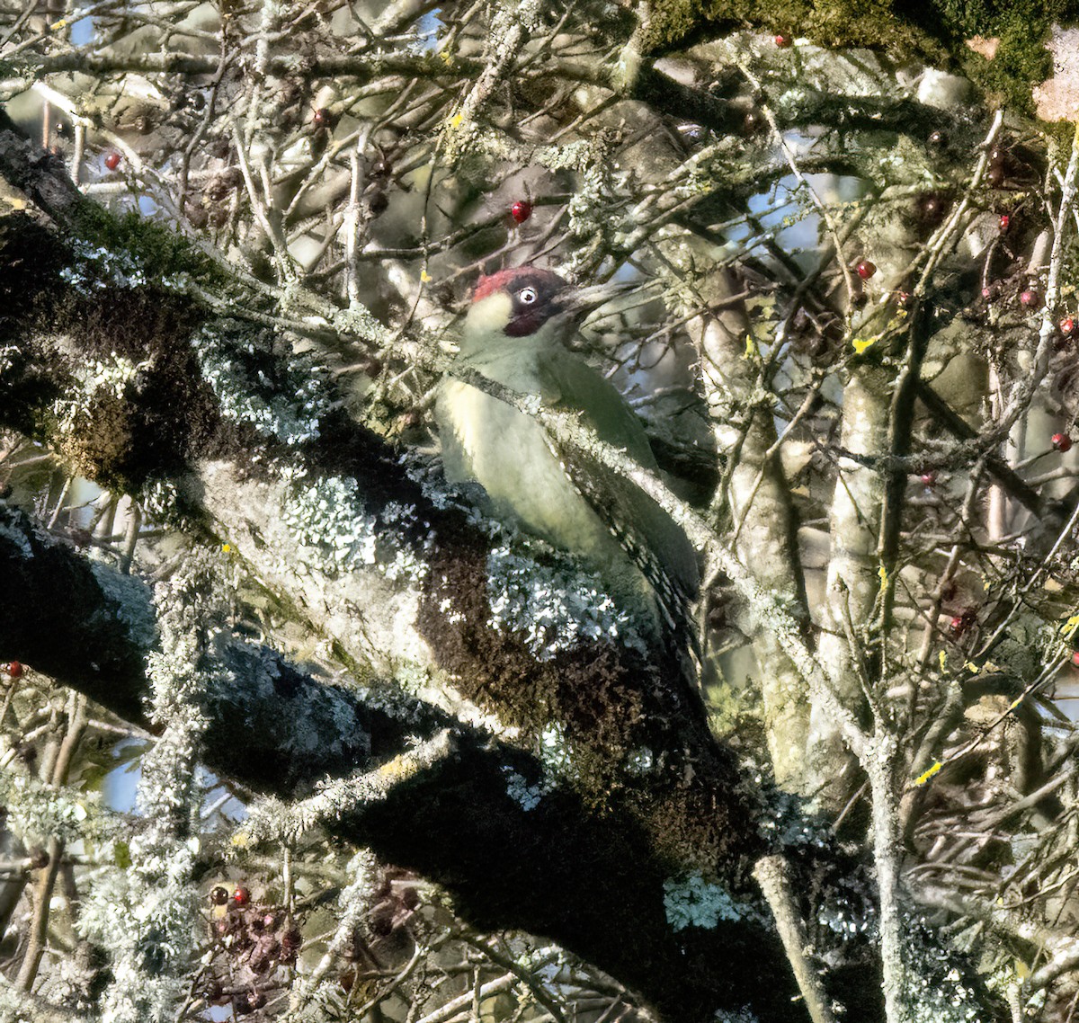 žluna zelená - ML644592598