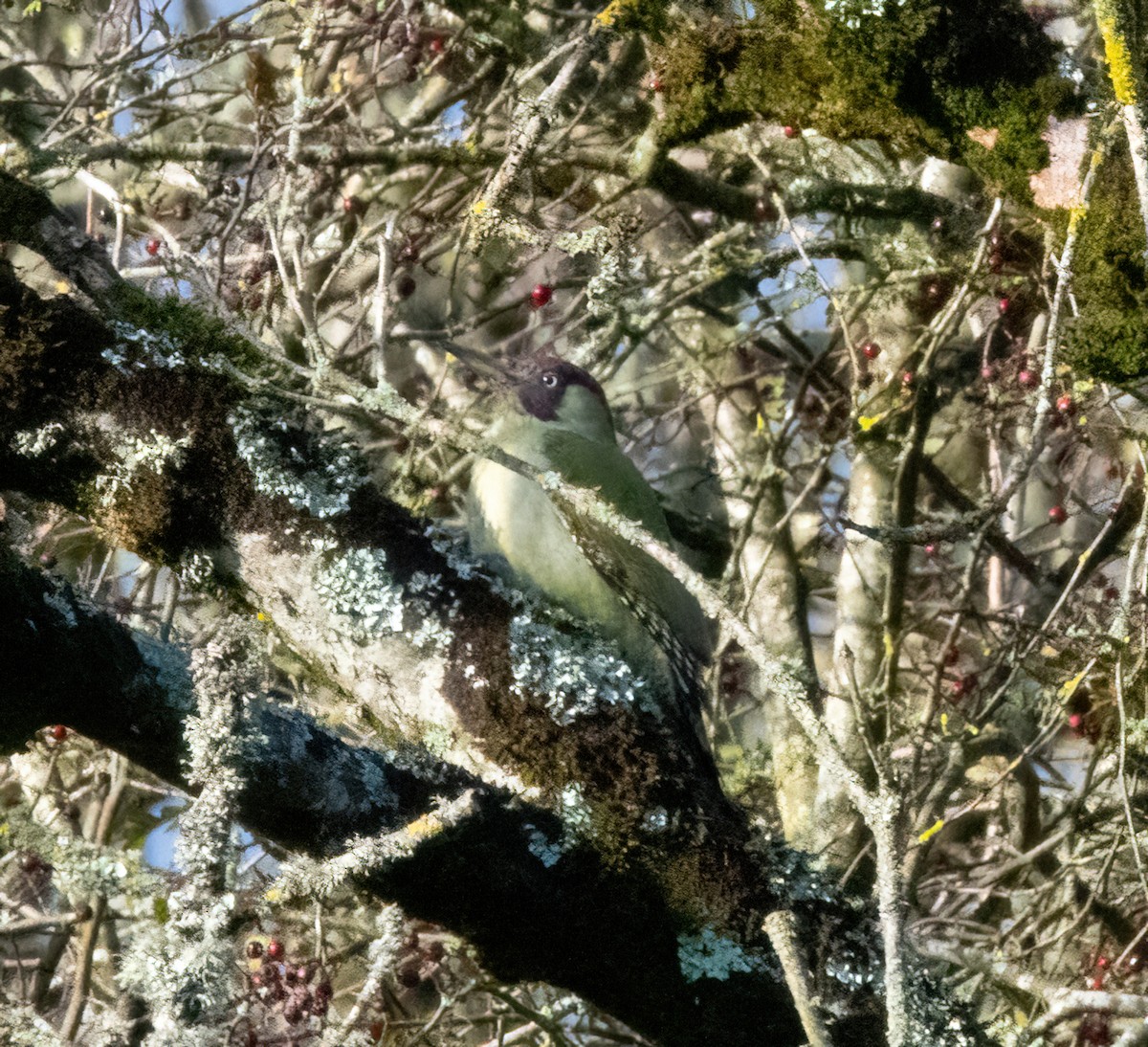 žluna zelená - ML644592599