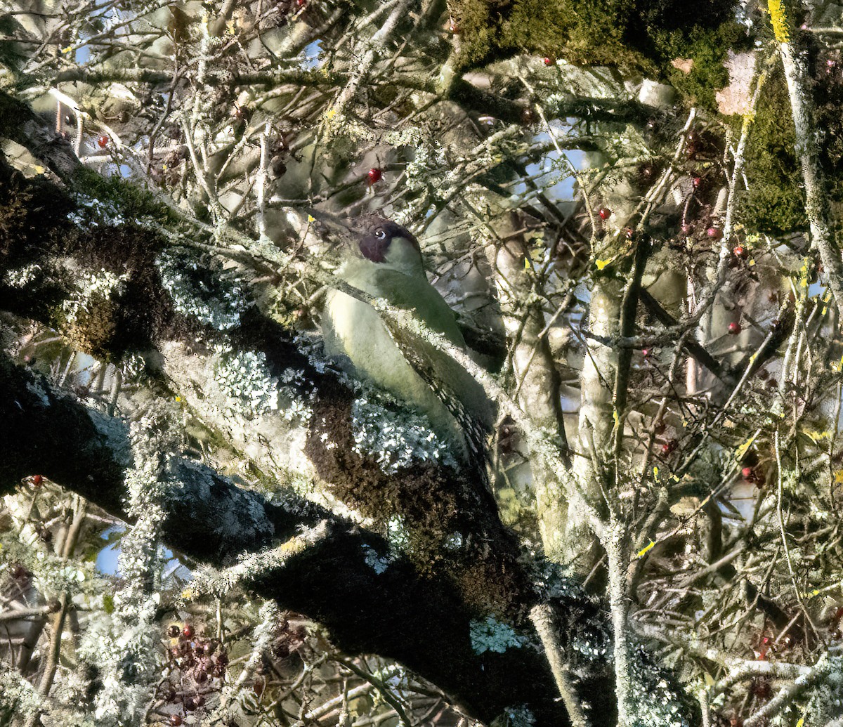 žluna zelená - ML644592600